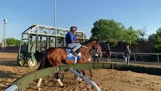 #Preakness147: Ky Derby runner-up Epicenter schooling at starting gate