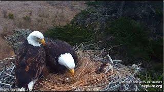 An evening with Jak and Audacity Explore Birds Bats Bees Sauces Bald Eagle  Islands National Park