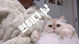 고양이 브이로그 | cat vlog | 개냥이 중에 개냥이 | 무릎냥이