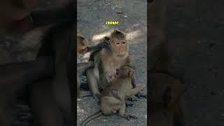  Curiosidades de los monos  ¿Sabias que los monos se COMEN los PIOJOS de sus AMIGOS?  #zoologia