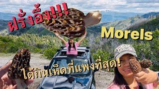 #ฝรั่ง อึ้ง!! หาเห็ดmorels เจอได้ไง???เมียฝรั่งหาเห็ดในอเมริกา#เห็ดมอเรลmorels#เมียฝรั่งบ้านนา