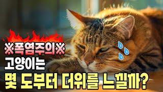 고양이는 몇도부터 더위를 느낄까? 고양이 폭염 대비 요령