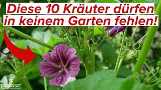 Diese 10 Kräuter haben wir in unserem Garten! MUST HAVE Kräuter für jeden!