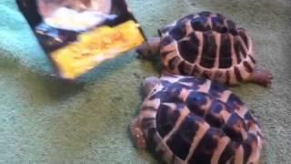 Tortoises!Jeff & Dorris the tortoise