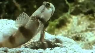 Fish • Watchman Goby & Pistol Shrimp • David Attenborough