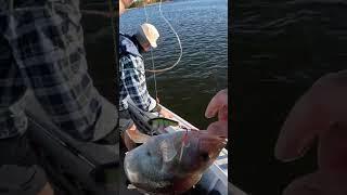 Big Redfin Perch on the Brag Mat #fishing #fishingvideo #perch