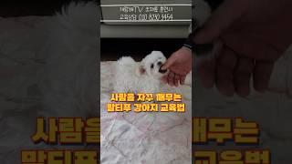 장난이 심한 말티푸 강아지 입질 훈련