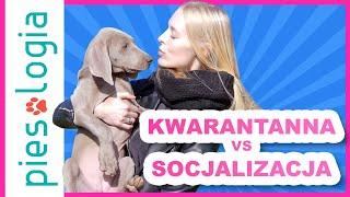 Kwarantanna czy socjalizacja?