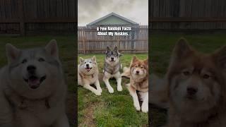 Facts About My Huskies  #shorts #dogs #lol #huskylife #husky #funnydog #siberianhusky #funny #dog