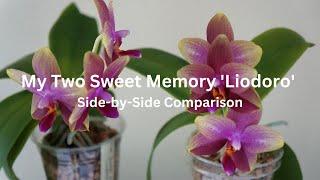 Sweet Memory Liodoro in Bloom Again + Side by Side Comparison | Orchid Care Tips