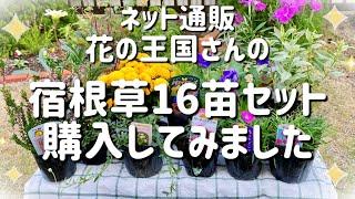 【ガーデニング】【庭DIY】宿根草16苗セット購入！すべての苗をご紹介します【ガーデニング初心者】