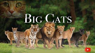 "Million Views Unleashed: The Breathtaking Beauty of Majestic Big Cats" | bari bilian | lion family