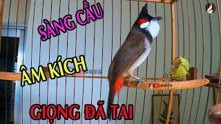 Luyện Giọng Cho Chào Mào Má Trắng ,Chào Mào Non - Giọng Hay-Dễ Học/chaomao 03