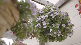 Bedding Plants Common FAQs | Expert Advice From Our UK Growers