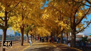 Gokgyocheon Ginkgo Tree Road Walk (4k)! Top 10 Beautiful Garosu-gil ~