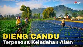 DIENG EMANG BIKIN CANDU, KEINDAHAN ALAMNYA SUNGGUH MEMPESONA