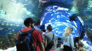 Fun places to visit in Phoenix, Arizona ️  #aquarium #arizonadiamondbacks #arizona #travel #tour