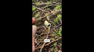 Stop and smell the Bird’s Nest Fungi