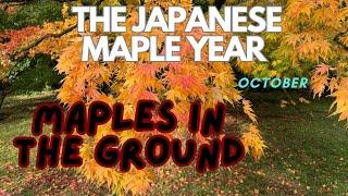 Japanese Maples: Watch this before ground planting!