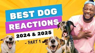 What the Fluff TV Best Dog Reactions 2024 & 2025 Part 1