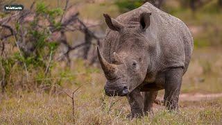 Big rhino coming through - SafariLIVE Sunset - 30 November 2024