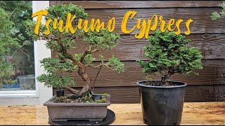 Tsukumo Cypress Vs Hinoki Cypress as Bonsai & Bonsai Soil Analysis