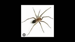 Spider’s name is Dave! #memes #funny