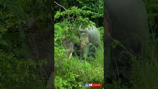 Giant asian tusker elephant eating alone on the riverbank | #shorts #1907