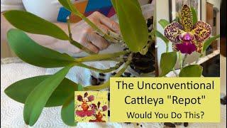 The Unconventional Cattleya Orchid "Repot" | Trying Something New...Let's See How This Goes!