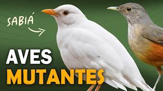 AVES que NASCERAM DIFERENTES! 6 mutações que mudam a cor das aves!