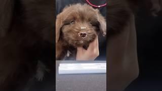육개난이도가 최상이어도 튼튼개면 괜찮아 #shorts #shortsvideo #puppy #dog #doodle #두들 #오시두들 #홍역검사 #파보검사