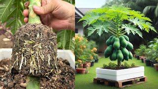 How to propagate beautiful super dwarf papaya plants