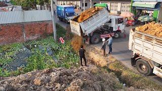 Perfectly Start Project.! 5-TON Dump Trucks Drop Land & D31P Bulldozer Push...