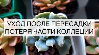 Уход за суккулентом после посадки. Про потерю части коллекции