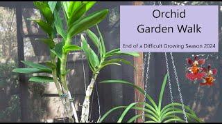 Orchid Garden Walk | End of 2024 Orchid Growing Season | Orchid Updates - The Good & The Bad!