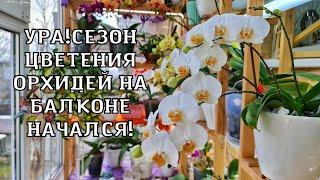 Обзор цветения орхидей на балконе.Декабрь.Начало волшебства. Домашнее цветение орхидей.