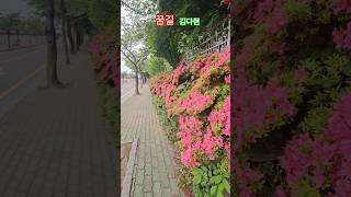 꽃길을 같이 걸어 보실래요?#꿈길#김다현