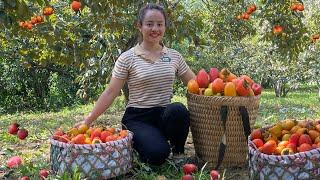 VIDEO FULL: 60 Days going to the market to sell persimmons, luffa and sticky gourds