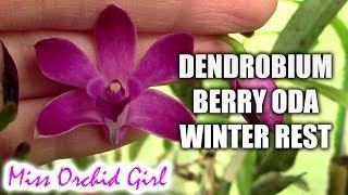 Dendrobium Berry Oda Orchid - winter rest or not?