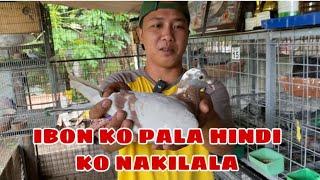 LOFT VISIT KAY HOMING PIGEON BALER AURORA |Reggie Cruz Loft & Aviary #reggiecruzloftandaviary