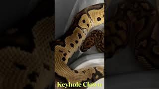 Keyhole Clown boy lookin good! | Snake Short | Ball python breeding