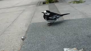 Cute little bird wanted my lunch 