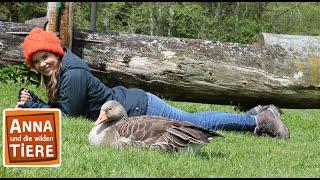 Die Graugans und ihre Gössel | Reportage für Kinder | Anna und die wilden Tiere