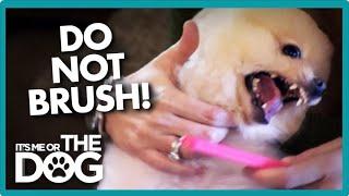 Pomeranian Dodges Every Move Like a Ninja to Avoid Brushing! | It's Me or The Dog