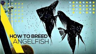 HOW TO BREED ANGELFISH | ANGELFISH BREEDING