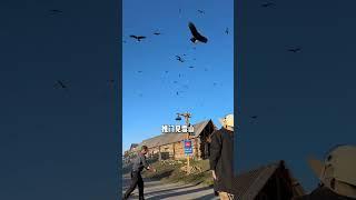 这个“暑假”来新疆体验一次10天顶配北疆深度游，带您真正深入了解新疆#新疆旅行 #旅行推荐官 #北疆环线