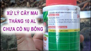 Cách xử lý cho cây mai tháng 10 vẫn chưa có nụ hoa chơi Tết