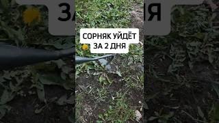 Сорняк уйдёт за 2 дня #огород #дача #сад #сорняк