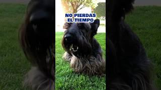 ¿Tienes un amigo que Vale Oro? #watsonelscottie #chistesgraciosos #perros #chistes #felizviernes