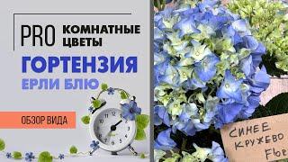 Гортензия - комнатное растение или садовое? Давайте разбираться. Правила ухода.